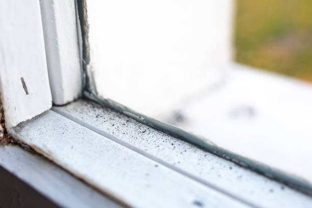 Best Black Mold Removal  in Bonner West Riverside, MT