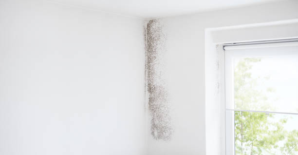 Best Dehumidification Services  in Bonner West Riverside, MT
