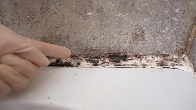 Best Emergency Mold Remediation  in Bonner West Riverside, MT