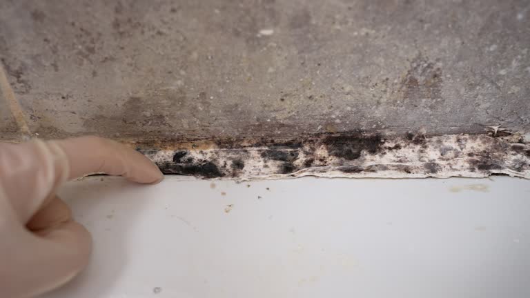Best Mold Odor Removal Services  in Bonner West Riverside, MT